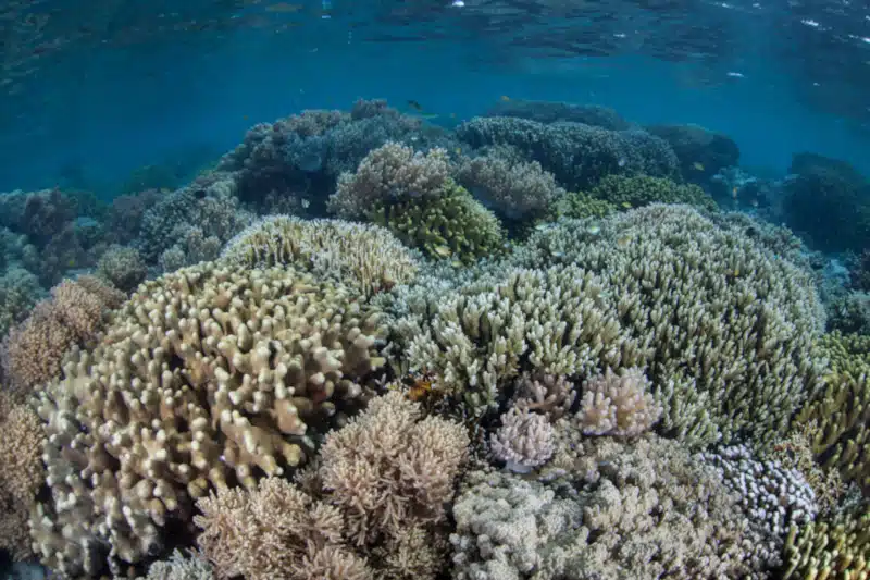 Coral in the Solomon islands