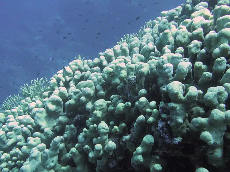 Coral in the Solomon islands