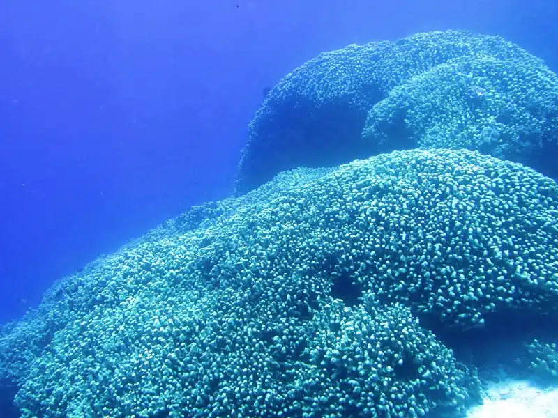 Coral in the Solomon islands