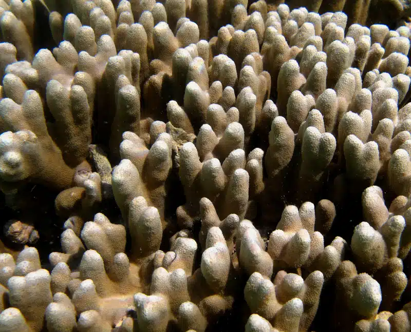 Coral in the Solomon islands