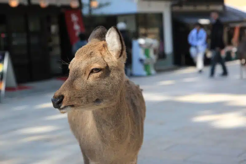 Nara deer