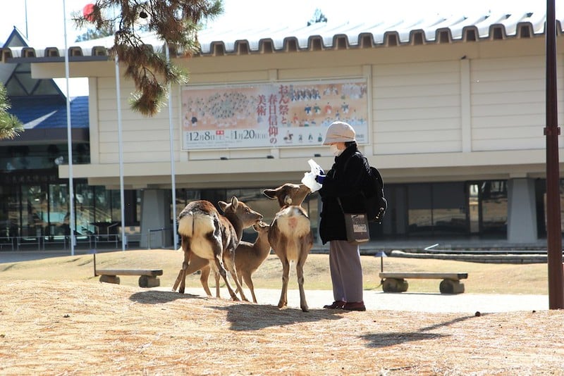 Deer in Nara park