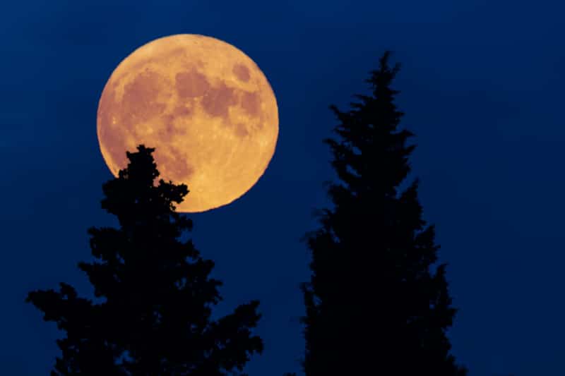 Tree silhouettes and full Moon with evening sky.