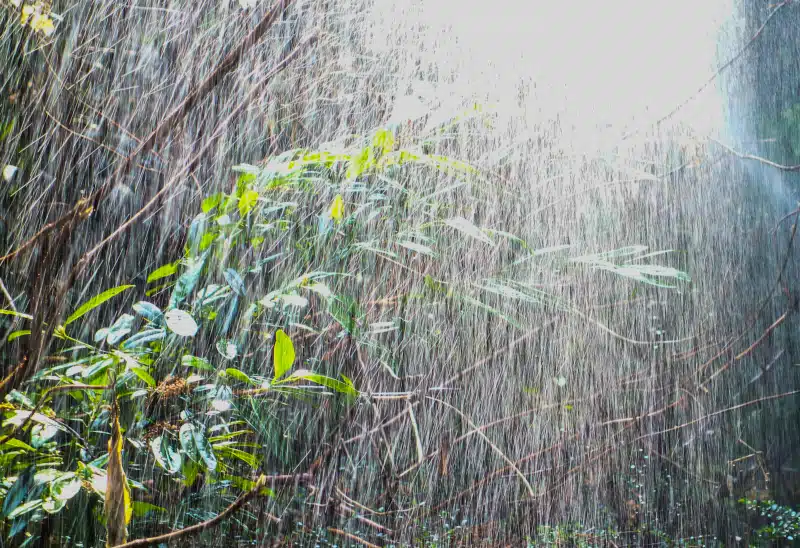 water and rain as life force for plants in nature