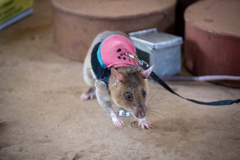 Rat with pink vest on a leash 