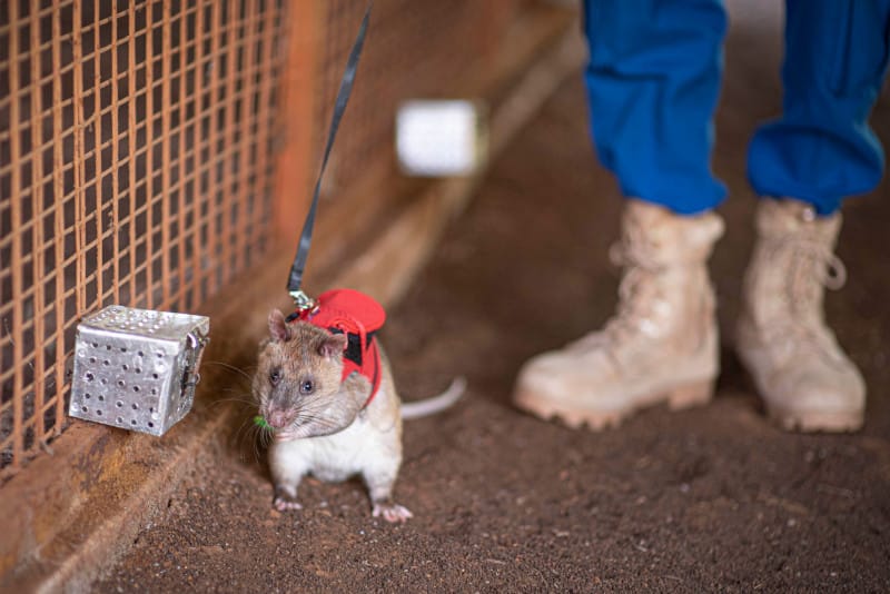 Rat with a red backpack next to a cage and a person's foot