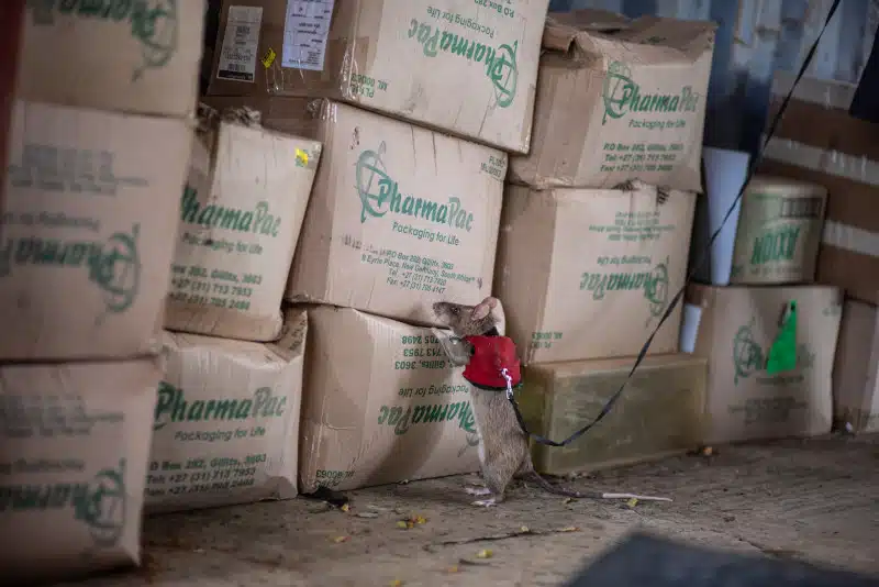 Rat on a leash sniffing boxes