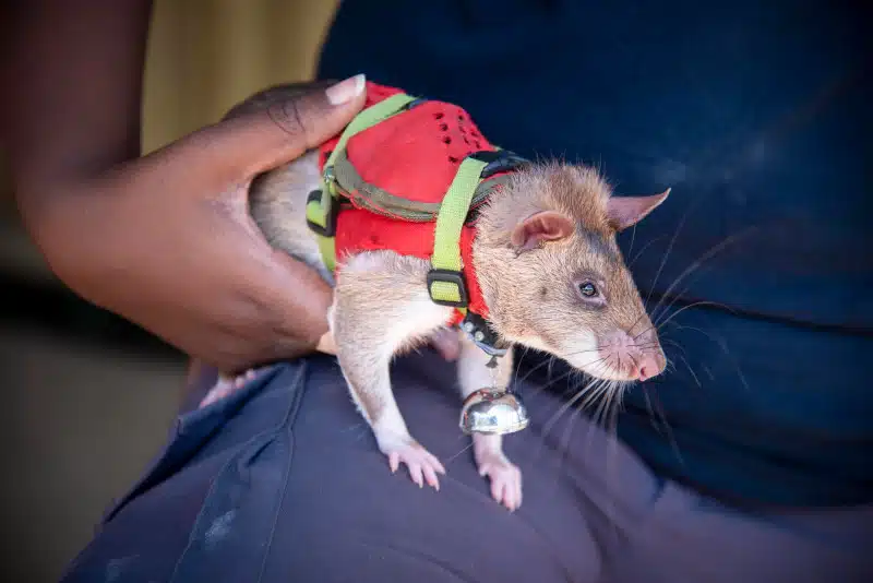 Rat with a red backpack