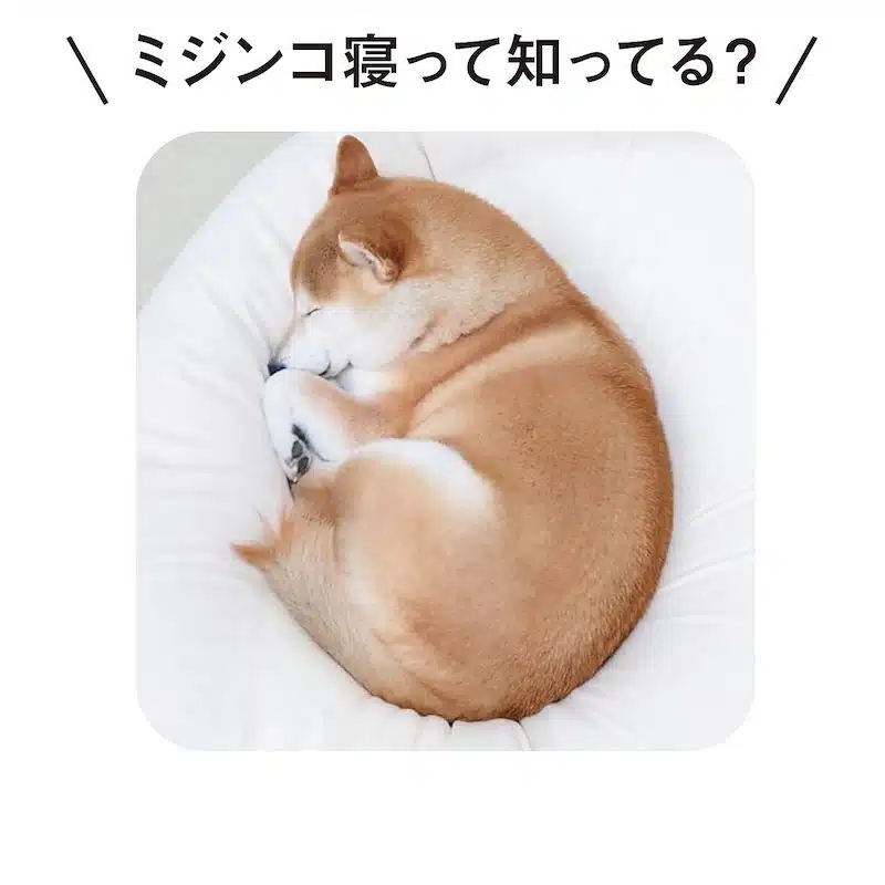 Shiba Inu Hot Water Bottle Cover by YOU＋MORE!