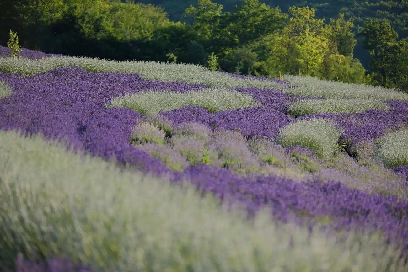 Lavender at Starry Night Retreat Bosnia