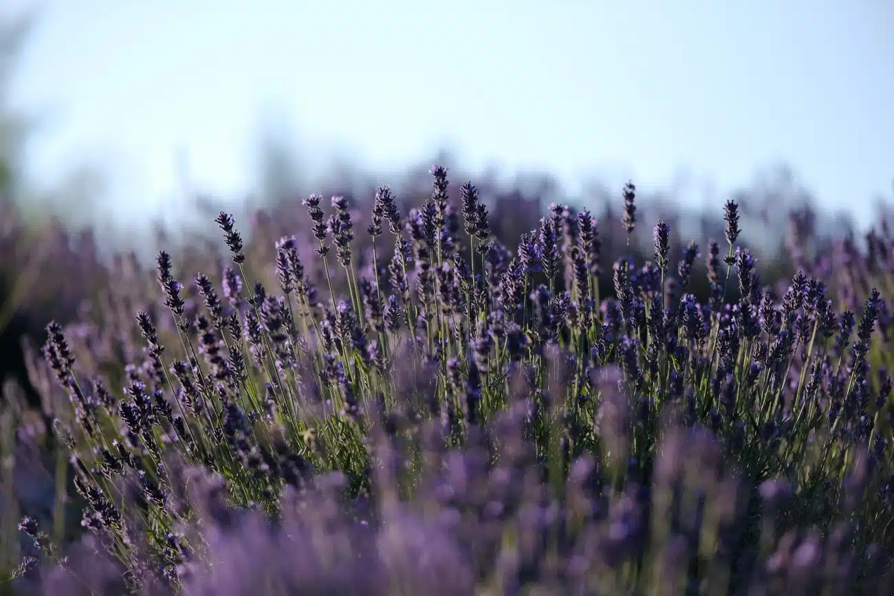 Lavender at Starry Night Retreat Bosnia