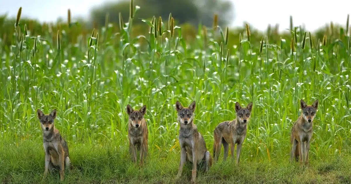 25 Finalists of 2024 Wildlife Photographer of the Year People’s Choice ...