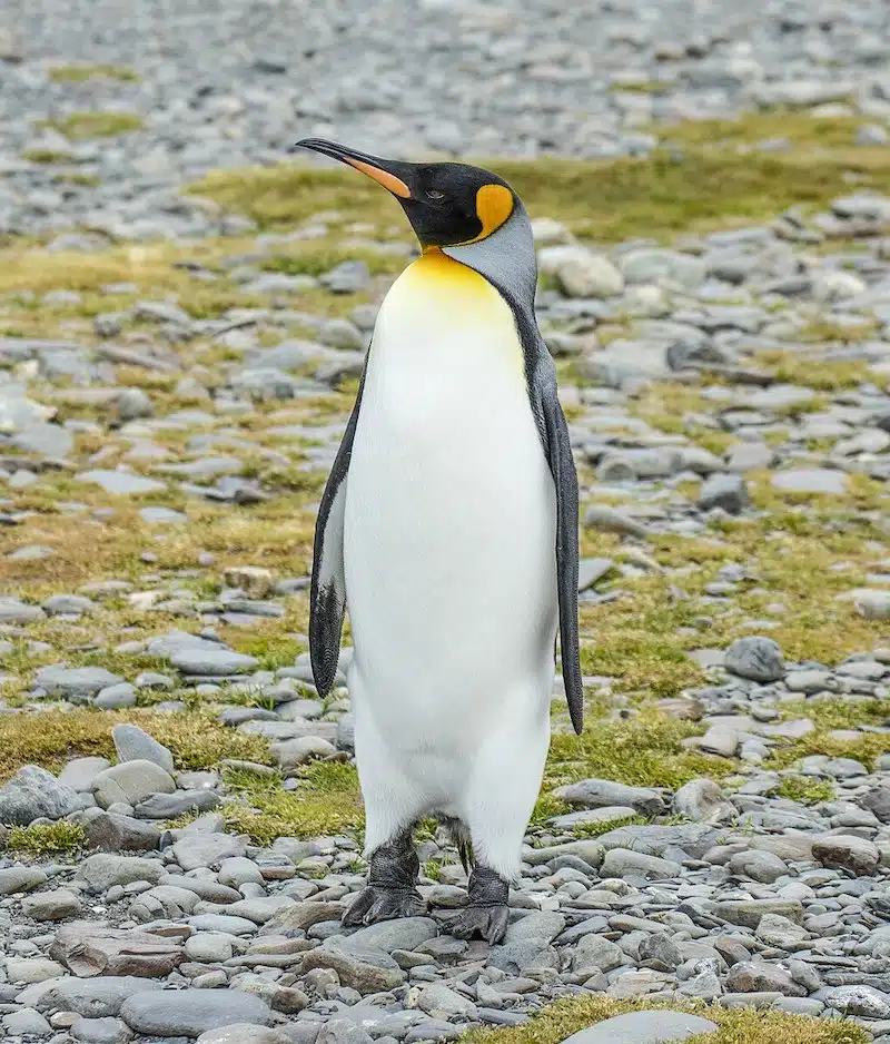 All-black penguin shot by wildlife photographer