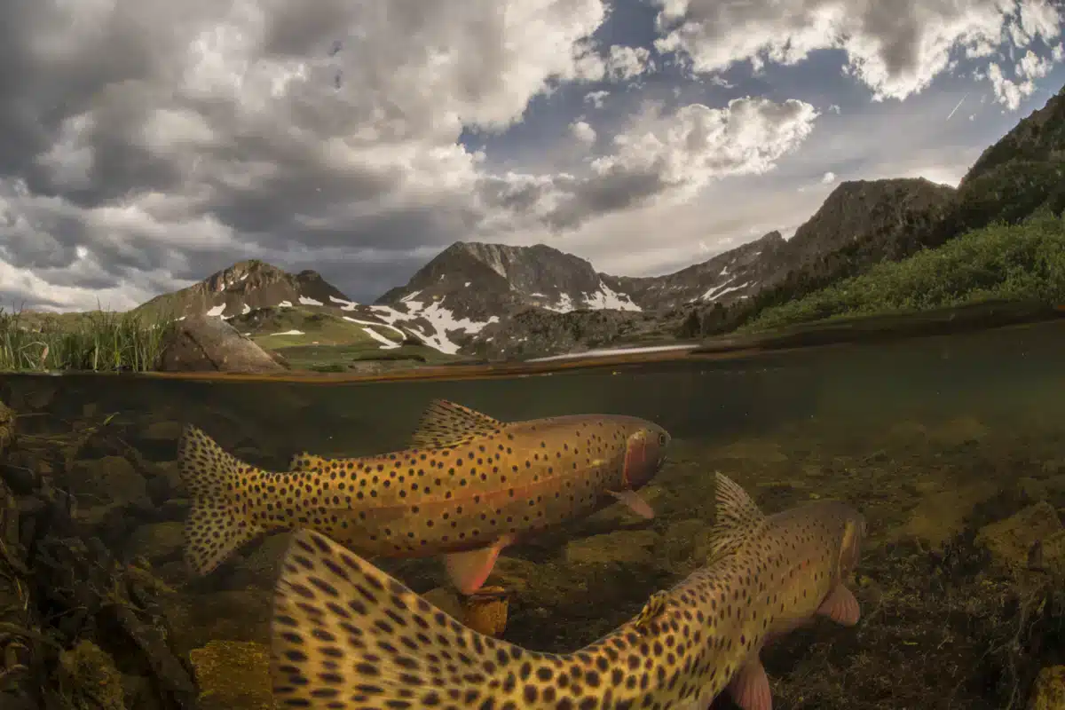 Hidden beneath the iconic peaks of Colorado's high country a pair of Colorado River Cutthroat trout spawn in the gravels of a small lake outlet. 