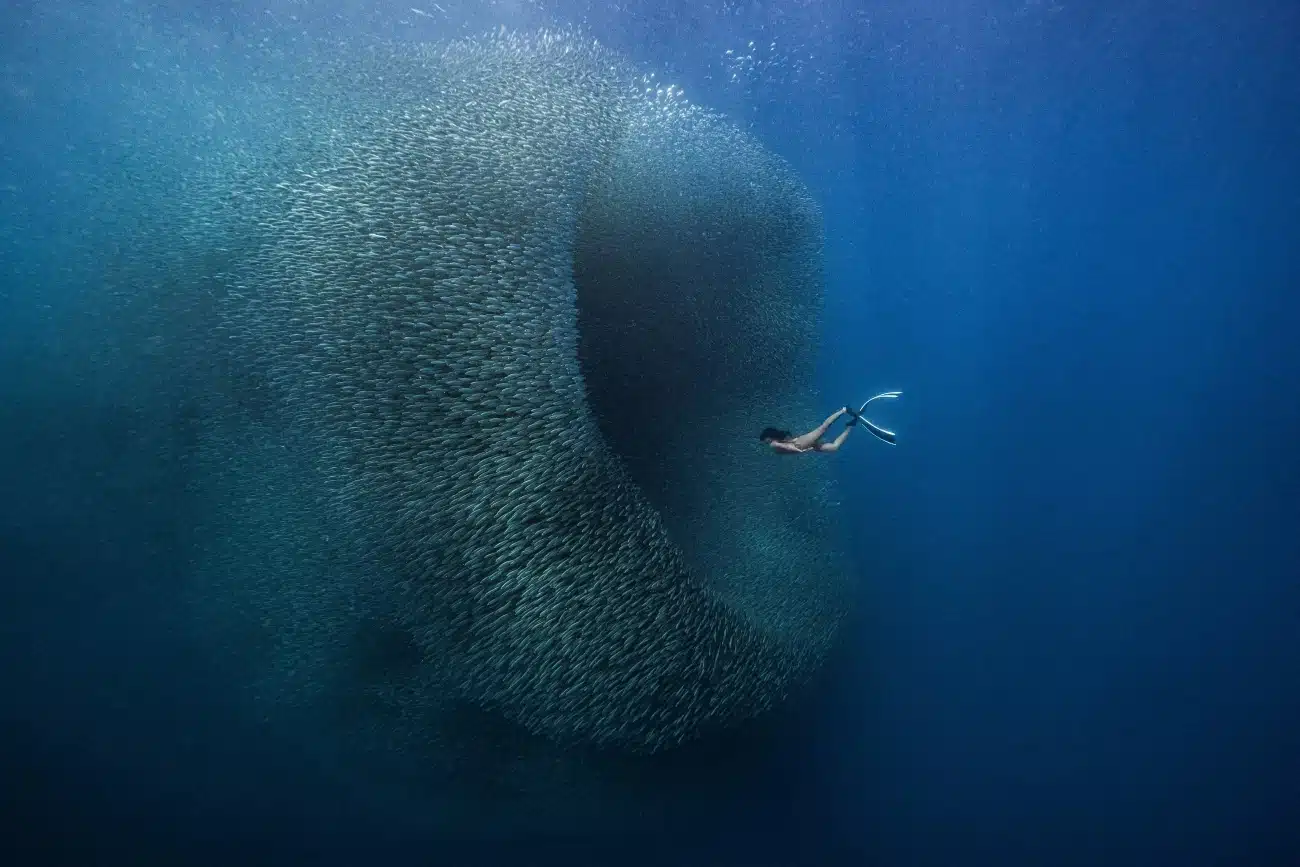 Diver swimming into a ball of fish