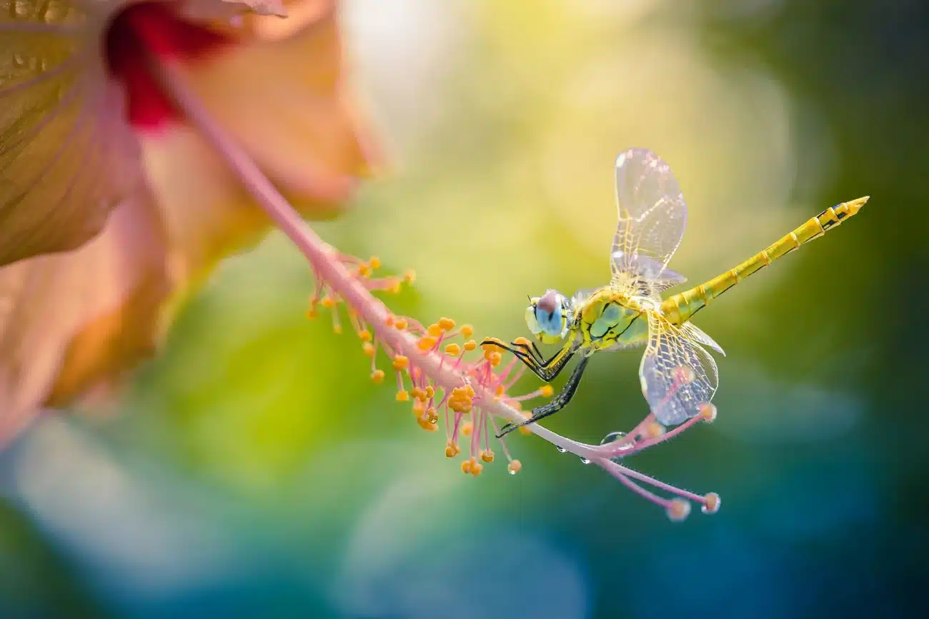 Digitally created image of dragonfly on a hibiscus flower