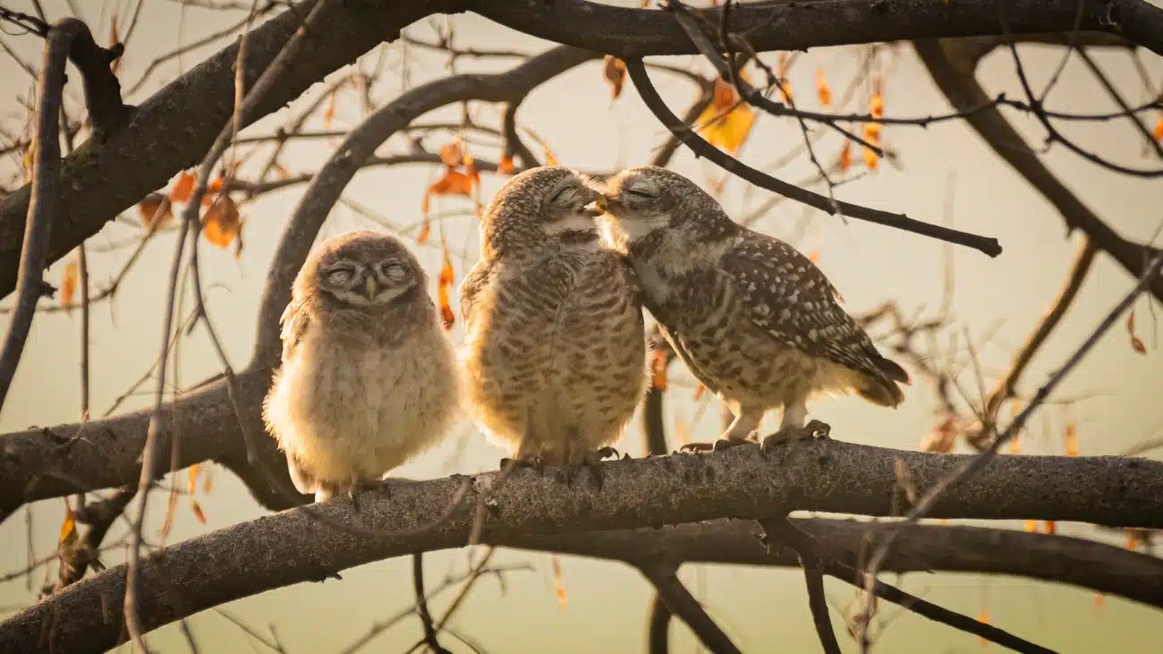 Spotted owlets on a branch