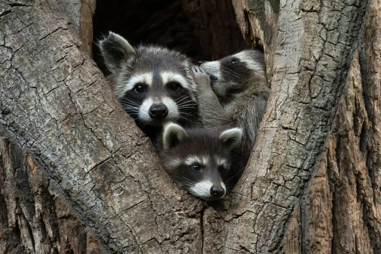 Racoons in a tree