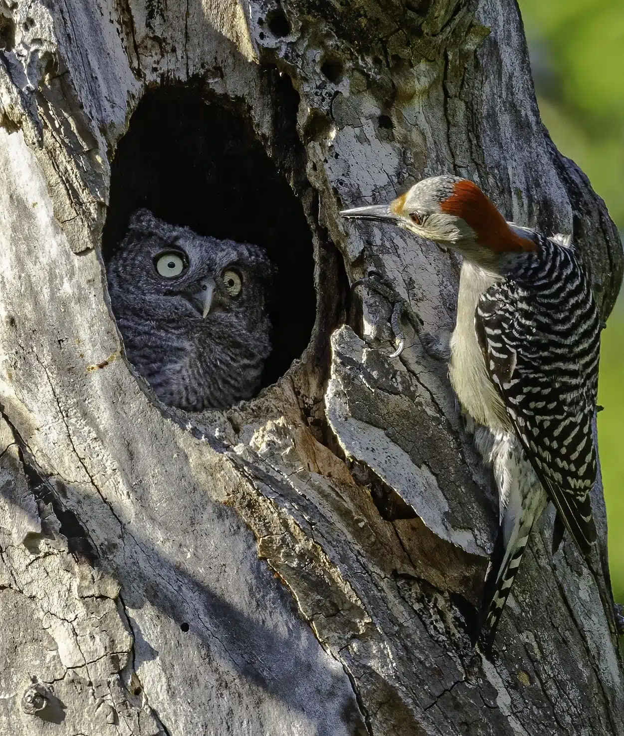 Female red-bellied woodpecker investigating screech owl in its nest