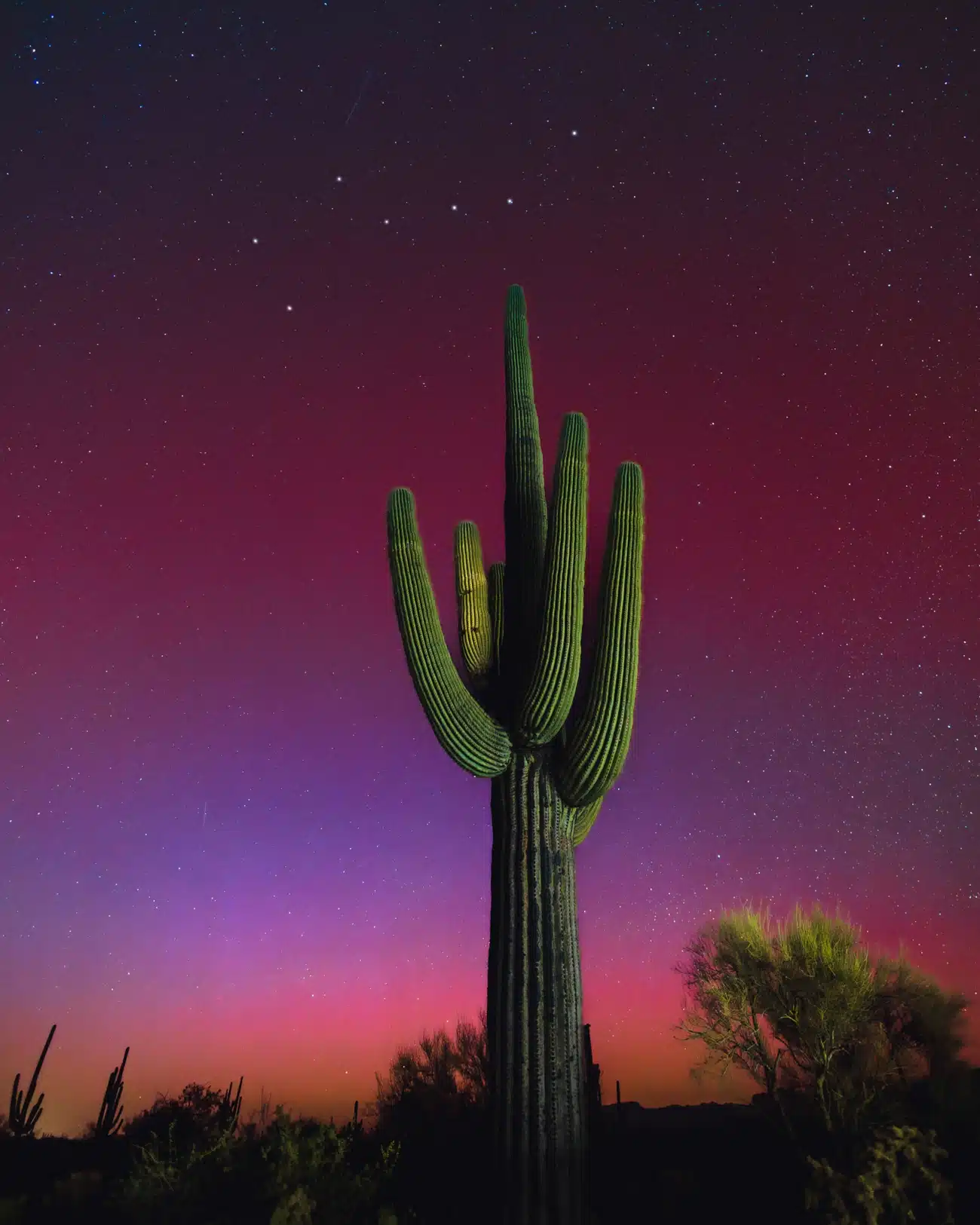 Cactus under the Northern Lights in Arizona