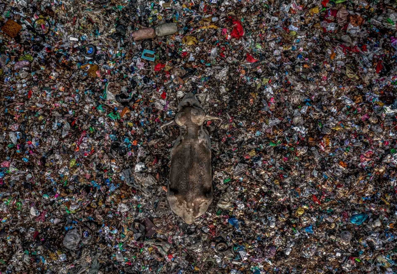 Elephant submerged in trash