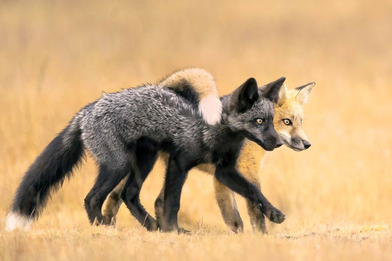 Two young fox siblings