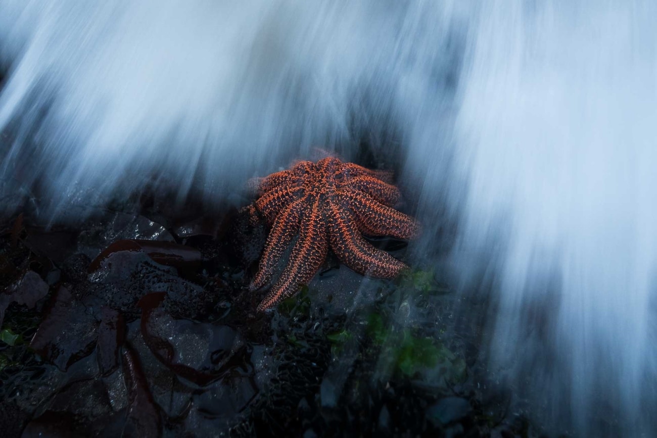 Starfish with waves crashing over it