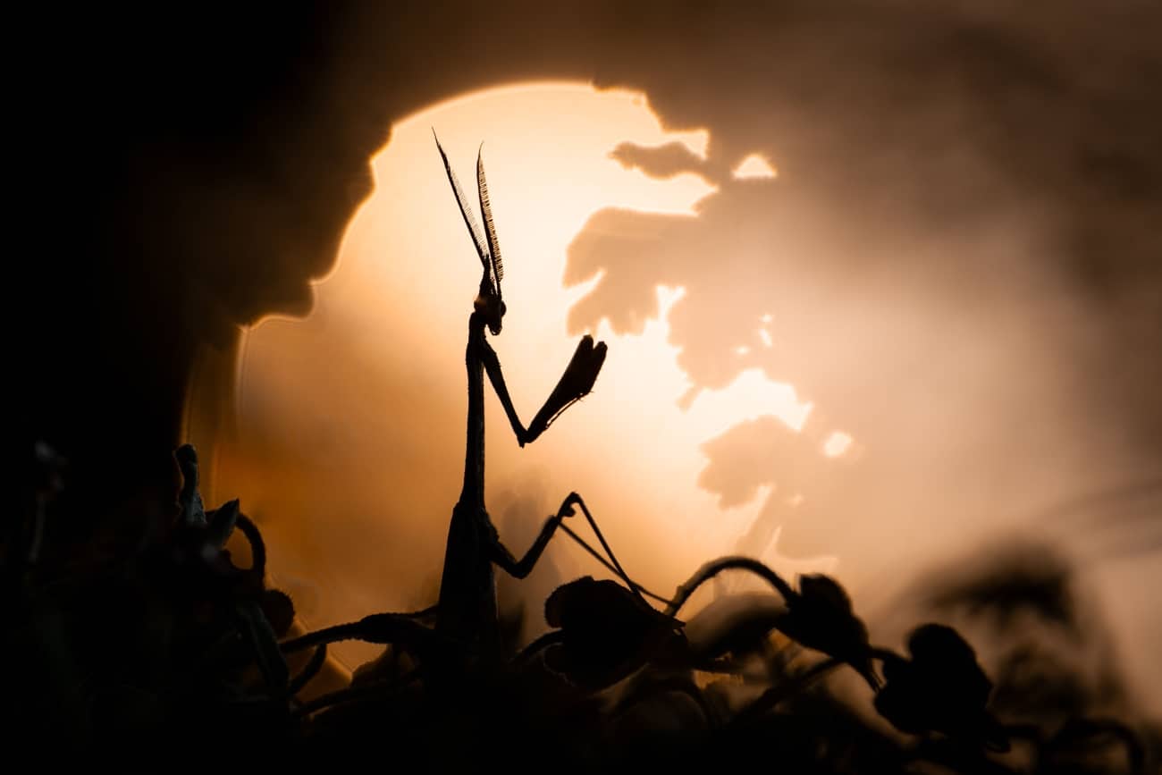 Silhouette of praying mantis