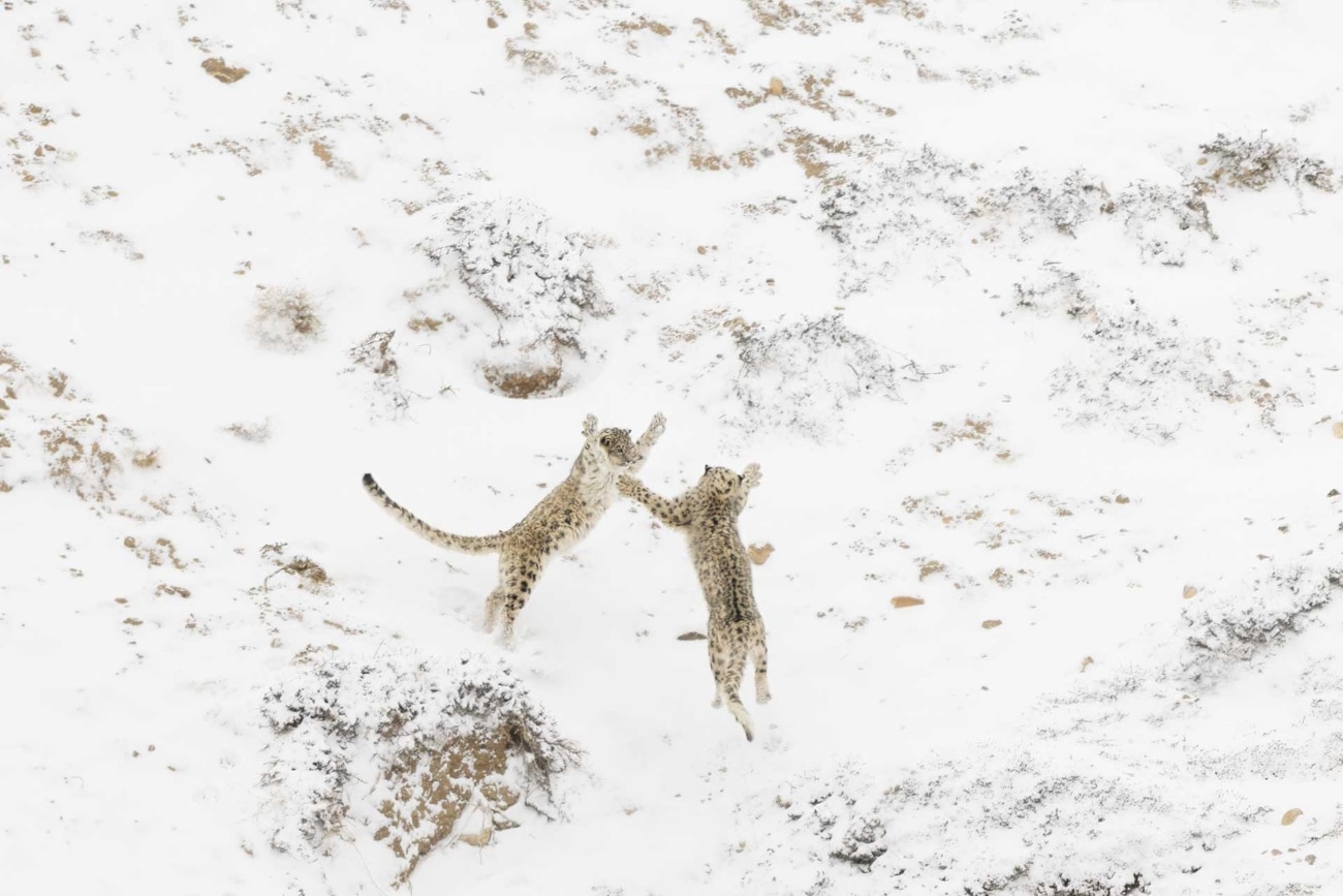 Two snow leopards fighting in India