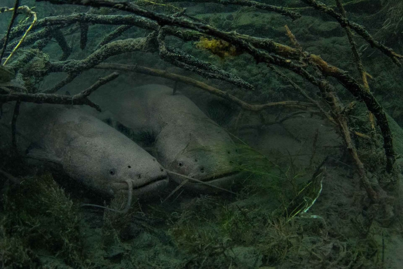 Fish underwater