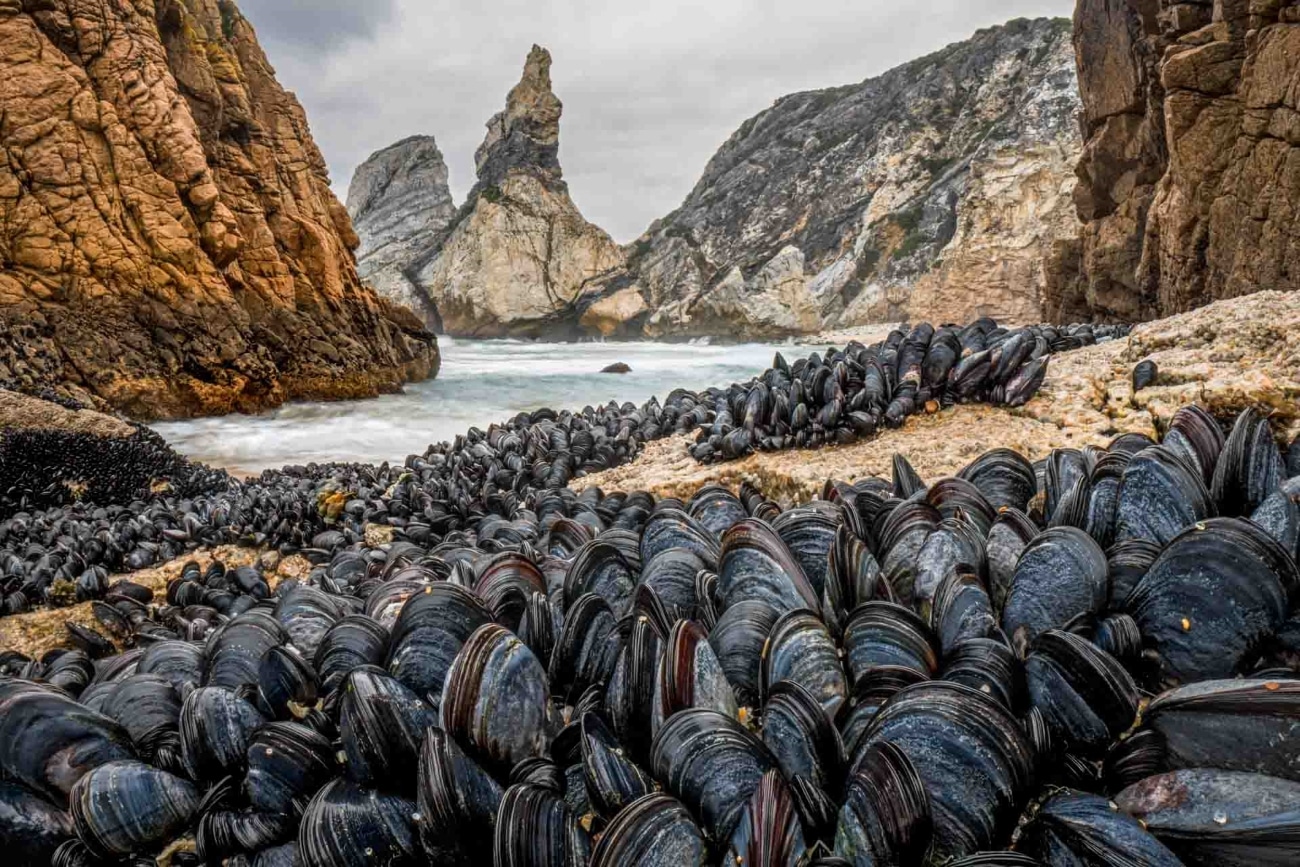 Mussels on the beach