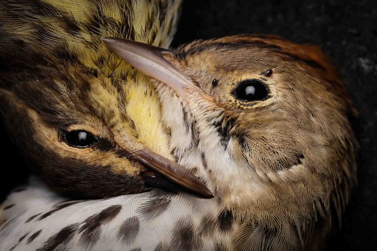 Two migratory bird species (Ovenbird and Northern Waterthrush) who died after colliding into a building in New York City