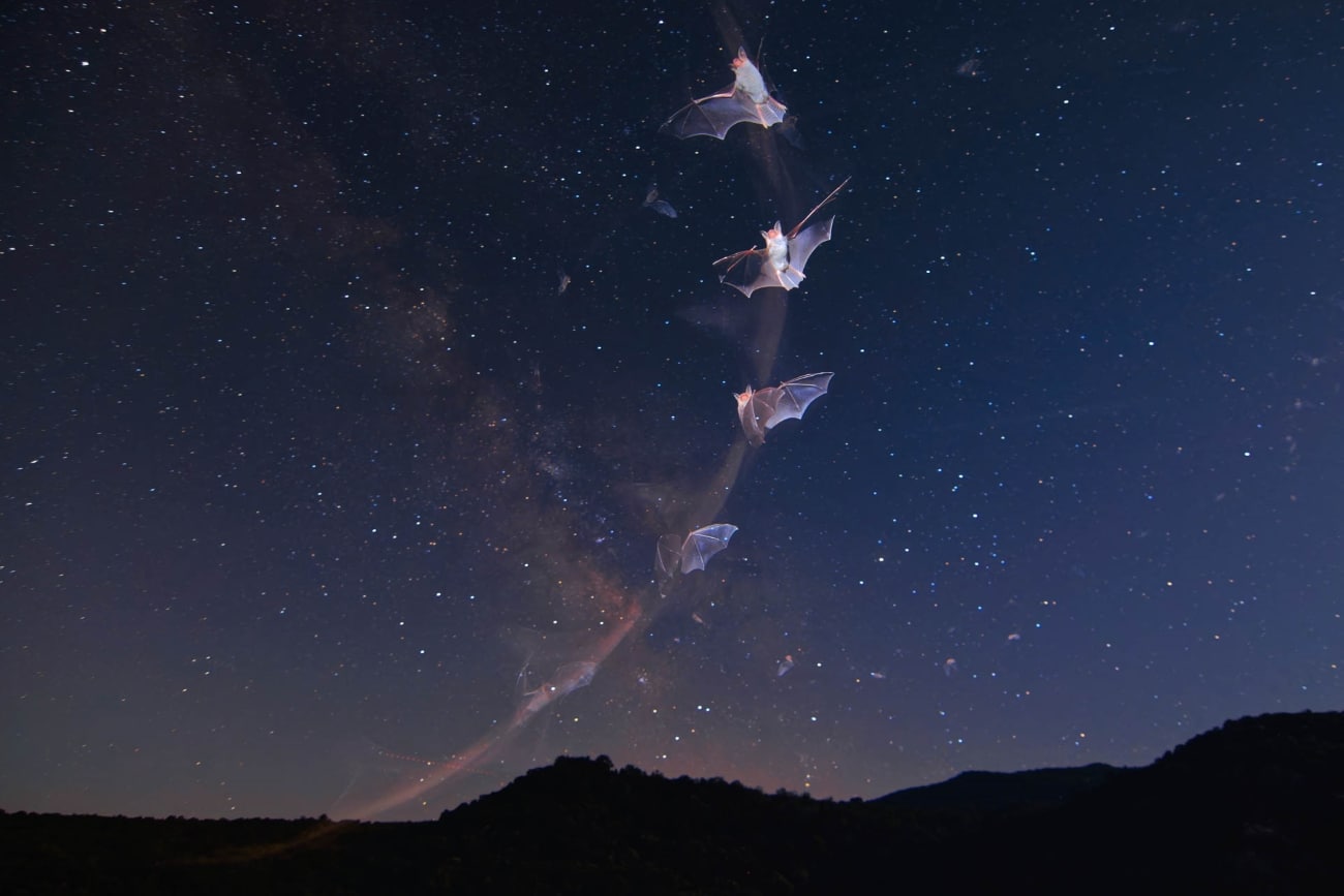 Bats flying in the stars