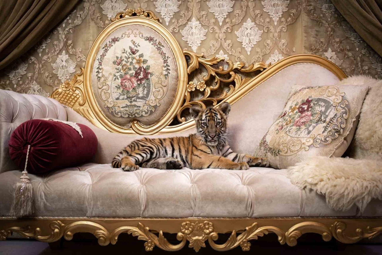 Pet tiger sitting on luxurious chaise