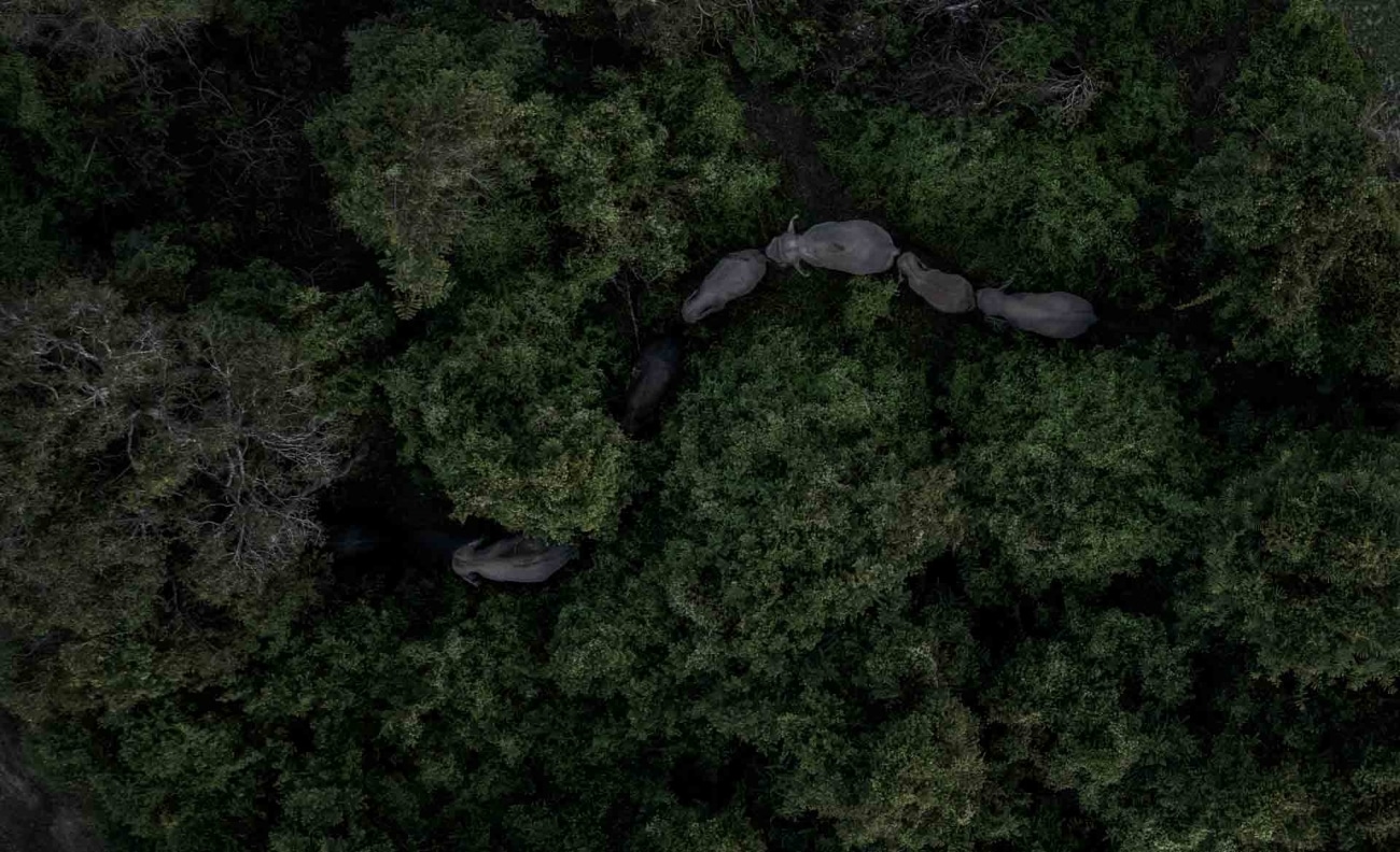 Aerial photo of elephants walking through the forest