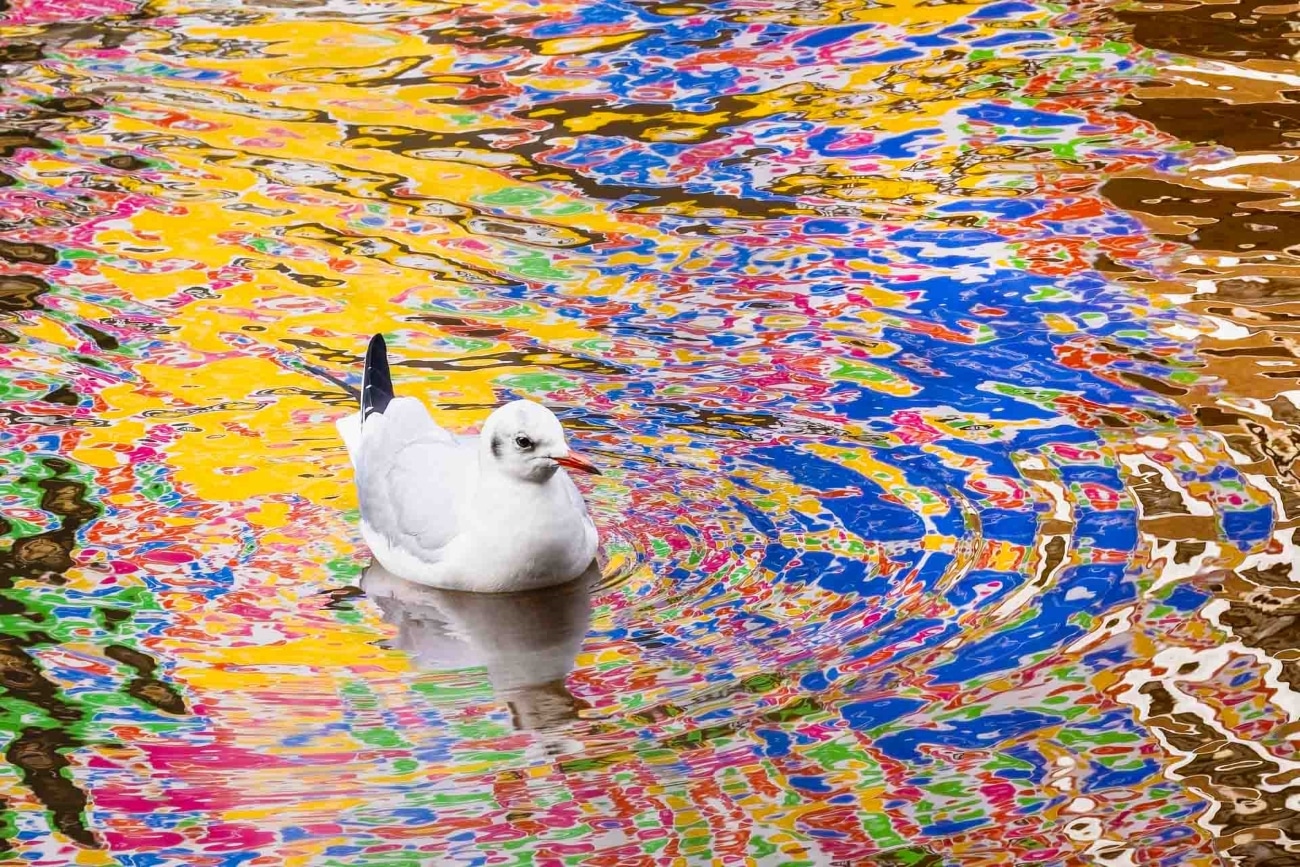 Seagull swimming on lake that looks colorful with reflection