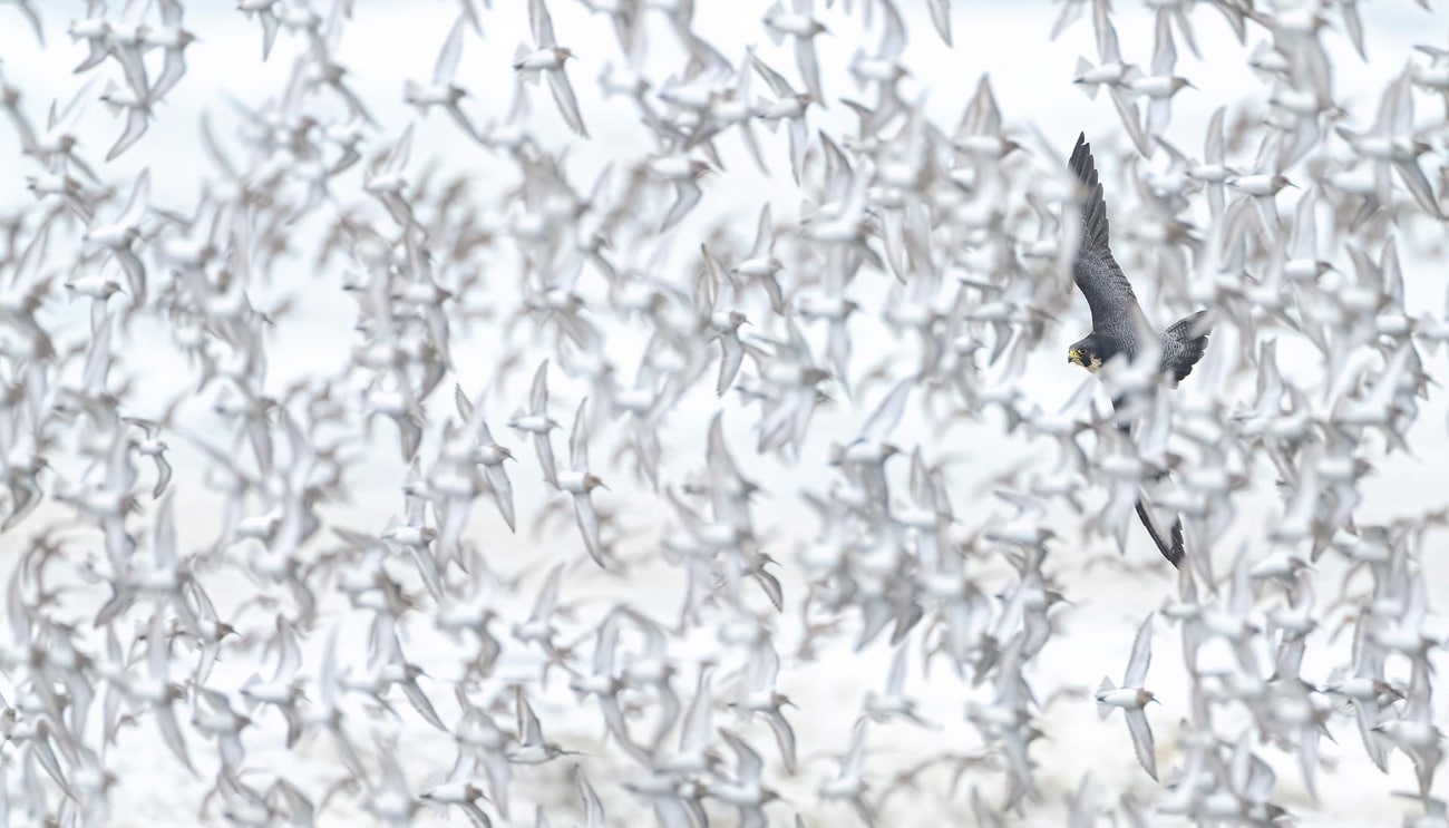 Nature Photographer of the Year (NPOTY) 2024