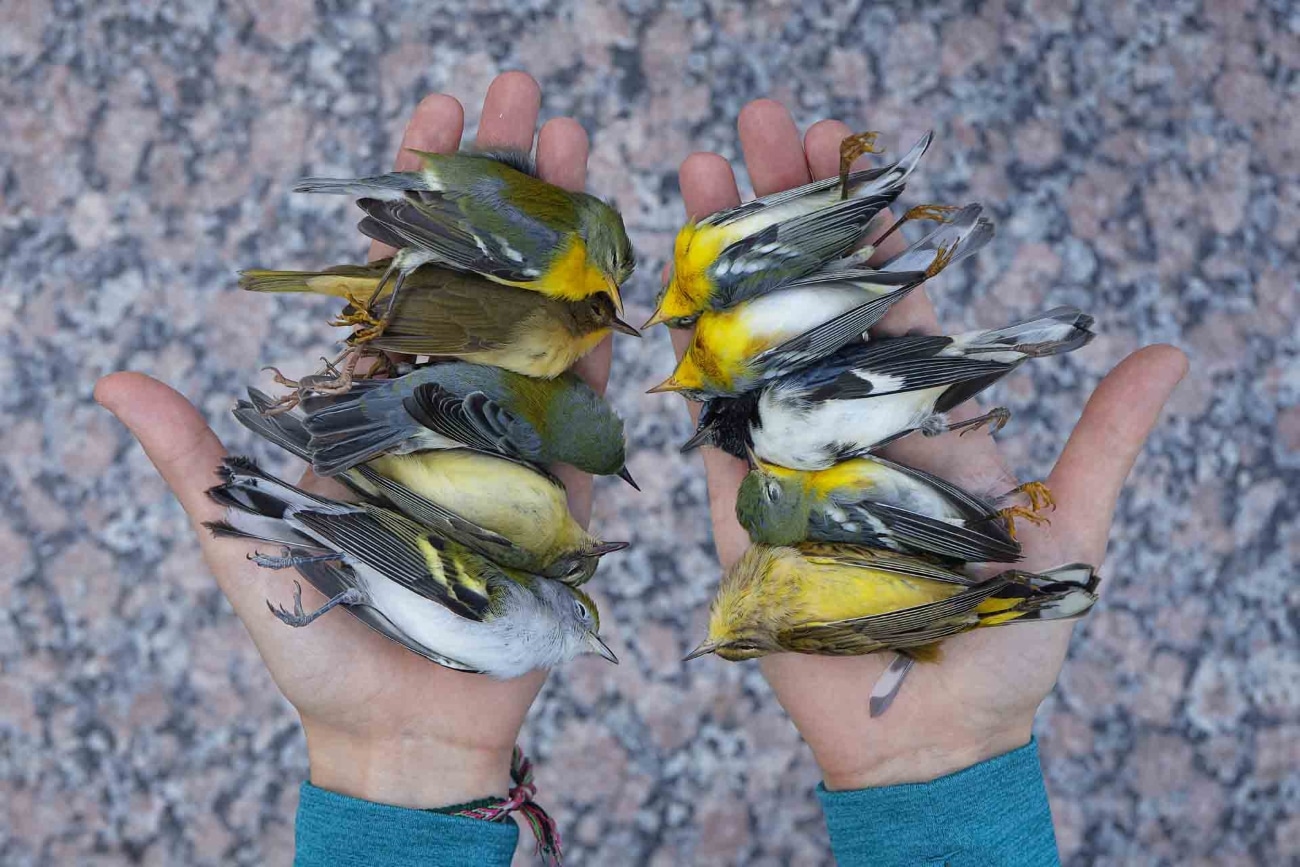 Volunteer holding dead migratory birds after hitting the glass of buildings