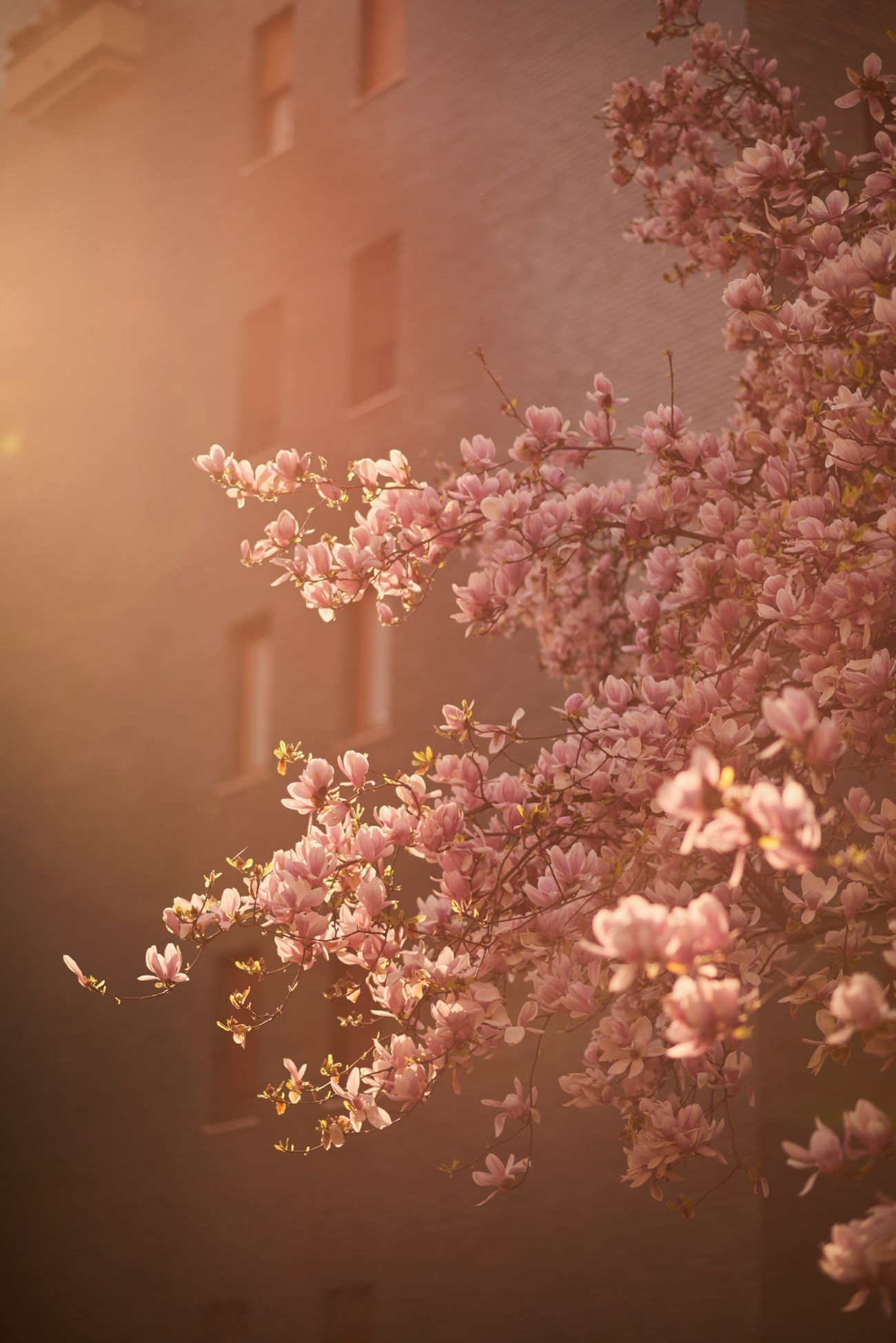 Magnolias in the sun in Milan in March