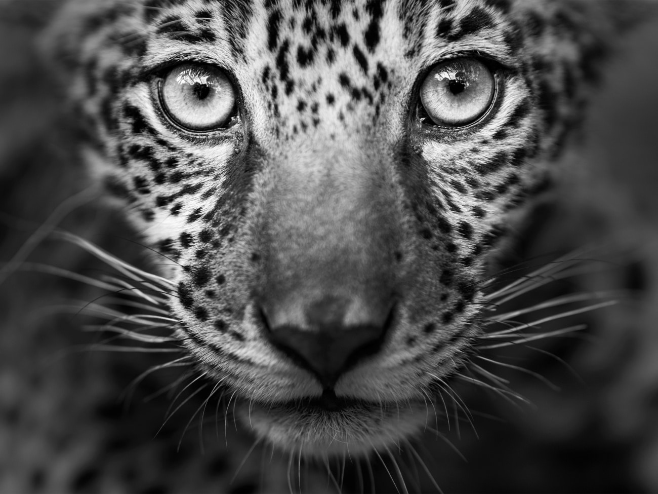 Black and white portrait of a jaguar