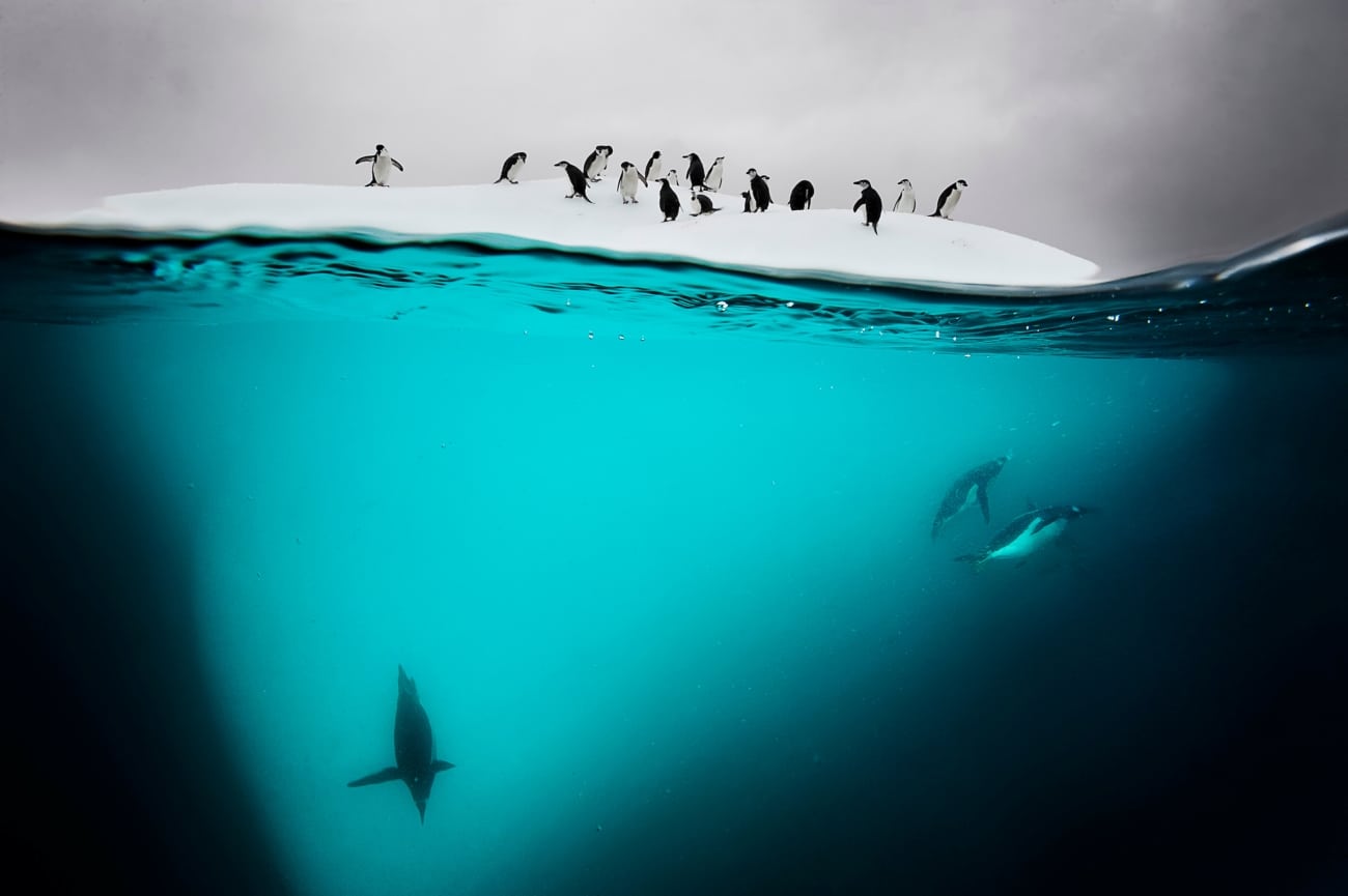 Chinstrap and gentoo penguins rest and squabble on an ice island called a bergy bit near Danko Island, Antarctic Peninsula.