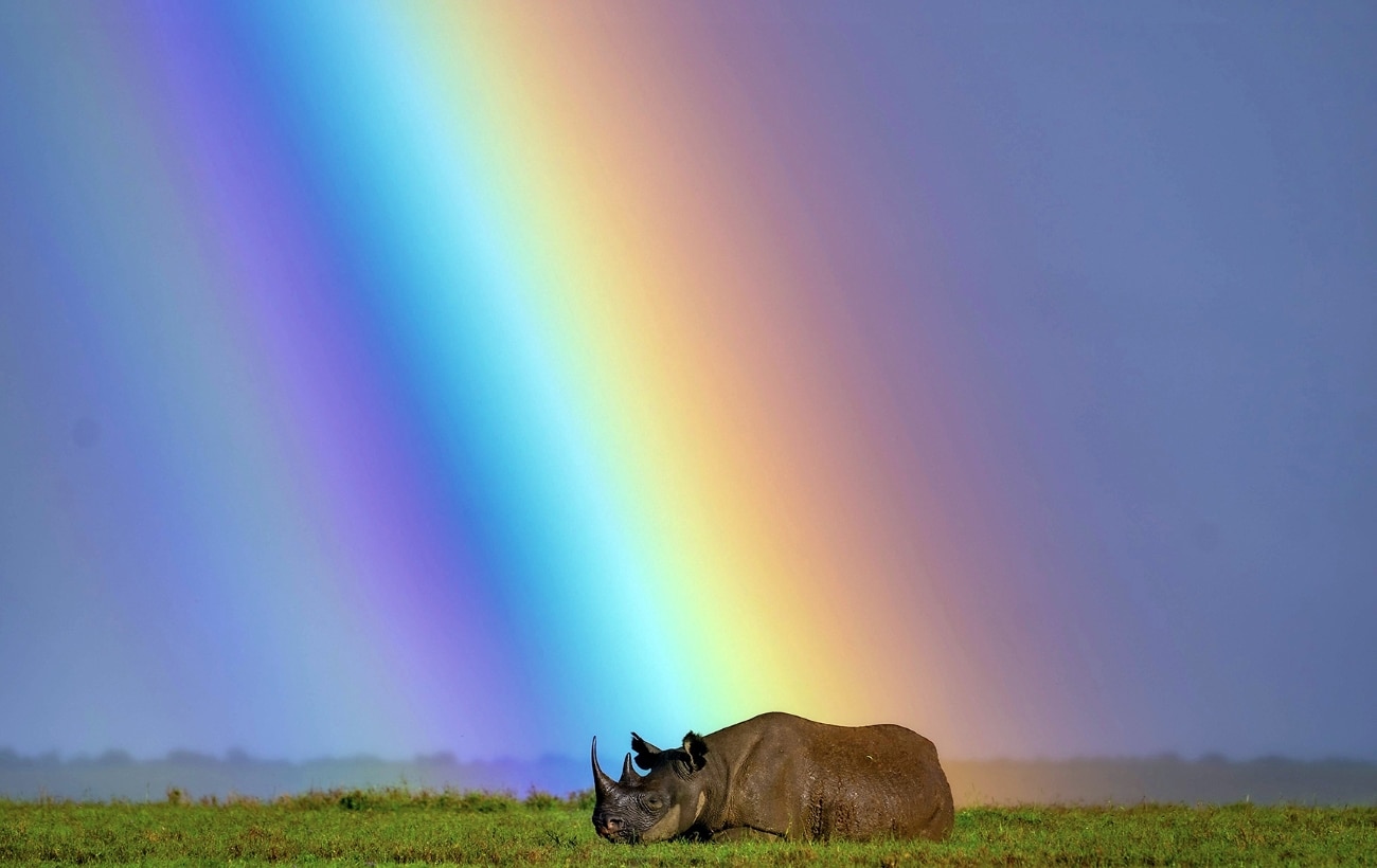 A black rhino rests under a rainbow at Ol Pejeta Conservancy in Kenya