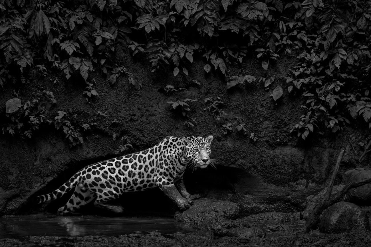 Jaguar in the jungle