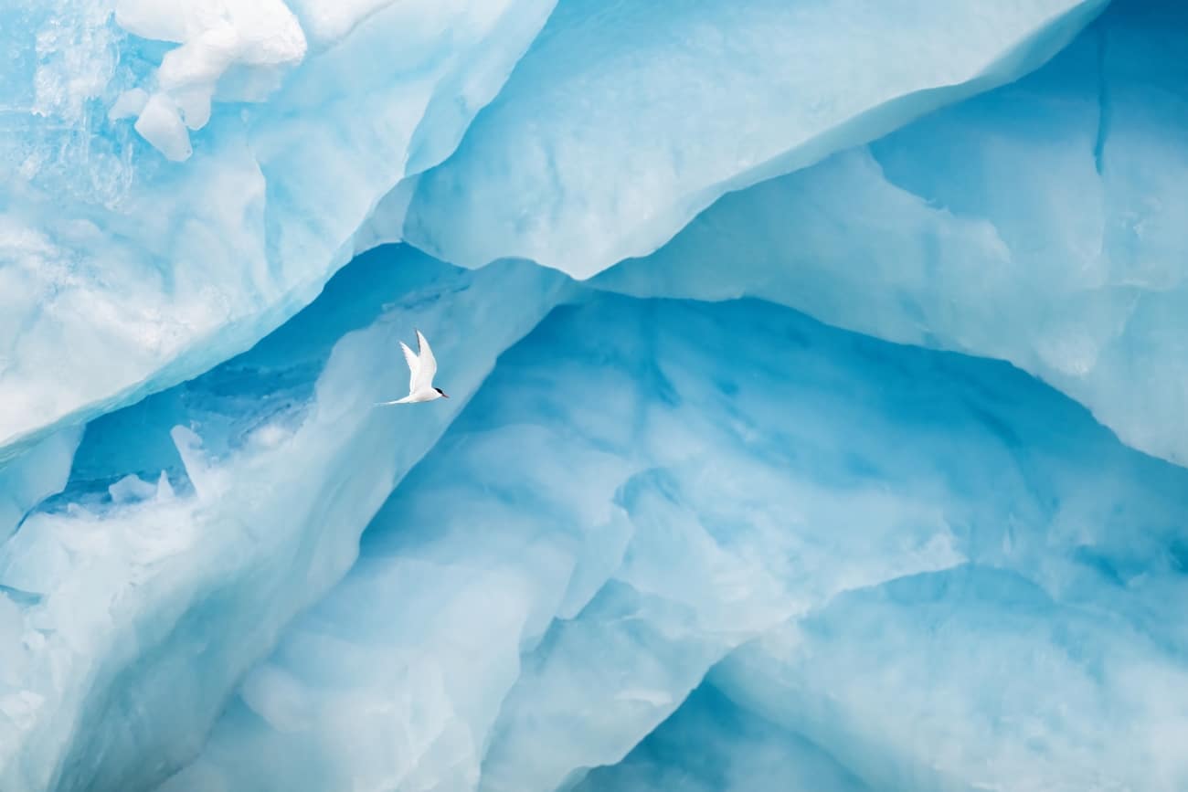 An Arctic Tern in front of the Monaco glacier in Liefdefjorden