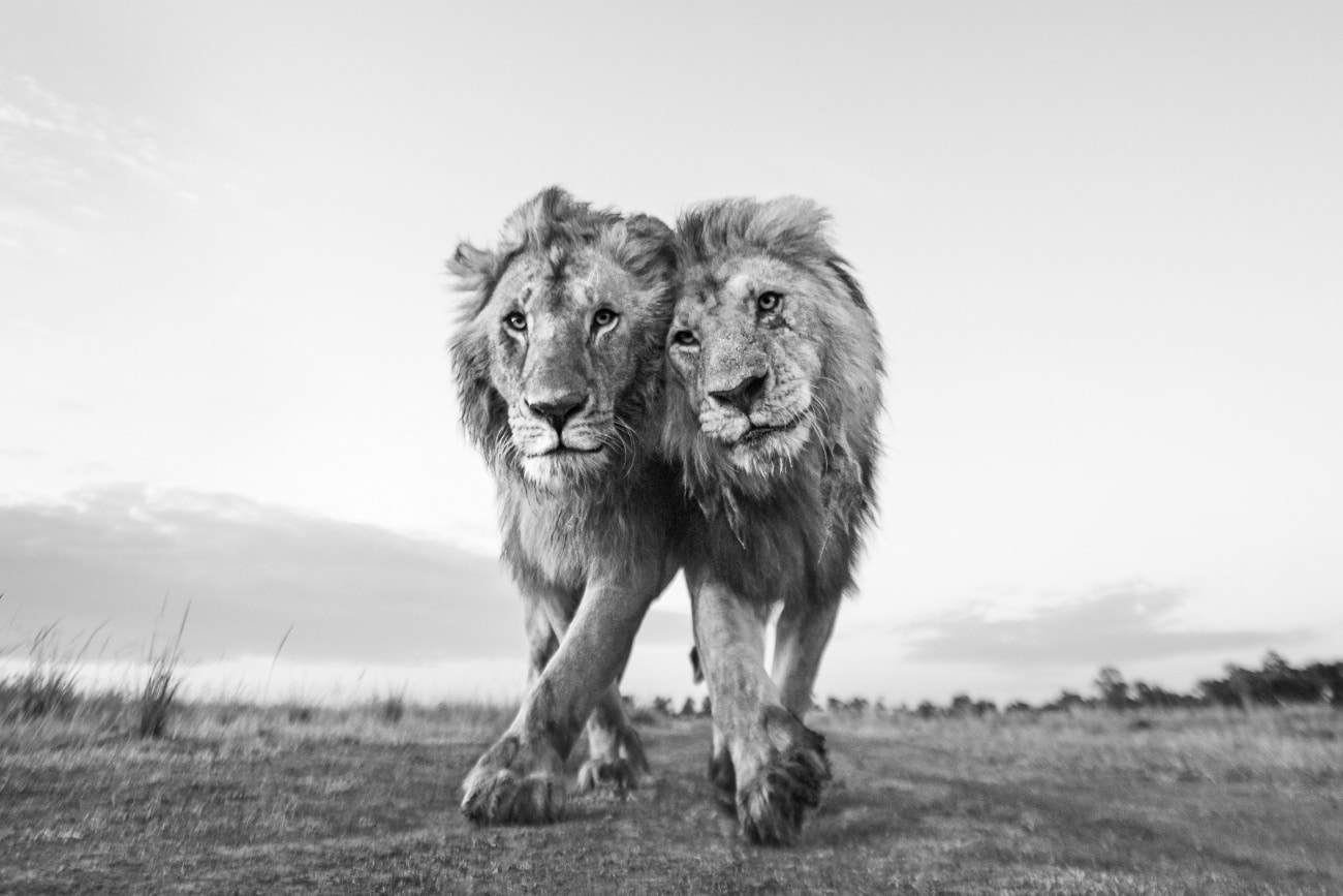 Two lions in the Maasai Mara