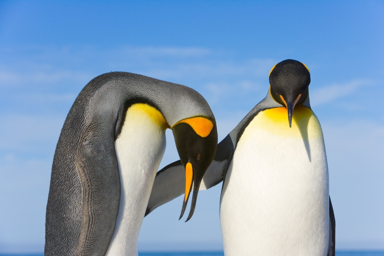 King penguins (Aptenodytes patagonicus) interact on beach on South Georgia Island’s St. Andrews Bay;