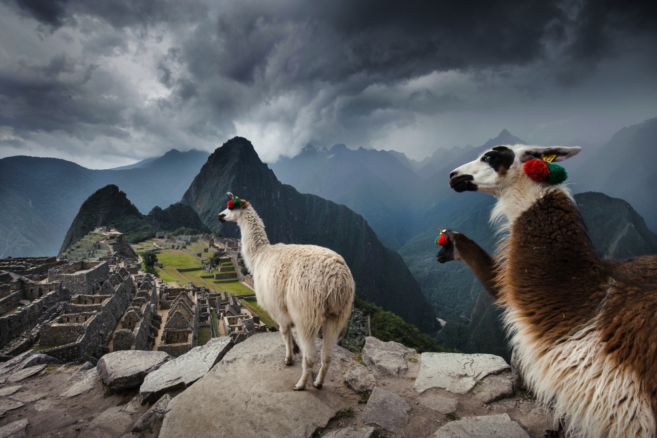 Llamas on a cliff looking over Machu Picchu