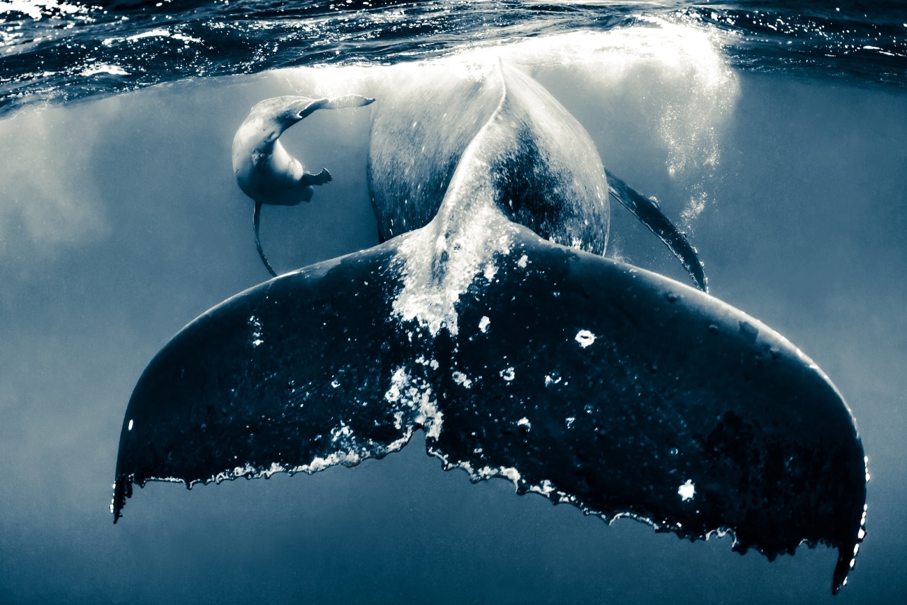 Humpback whale tale underwater