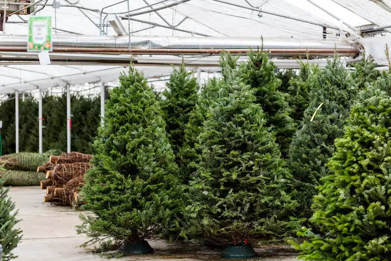 Bittersweet Farms Christmas Trees