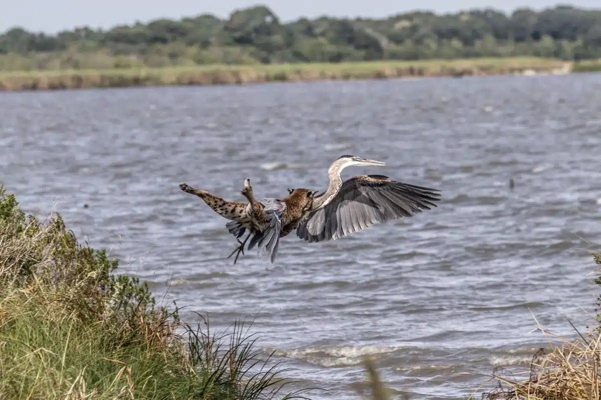 Bobcat snatching heron out of the air